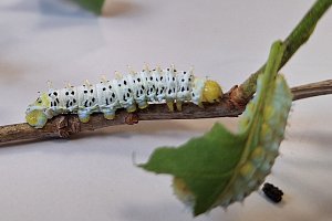 fotografie 11451
